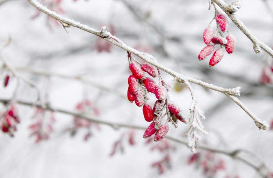 Weather Update: Anticipating Fresh Snowfall in Southern Peninsular India from December 16